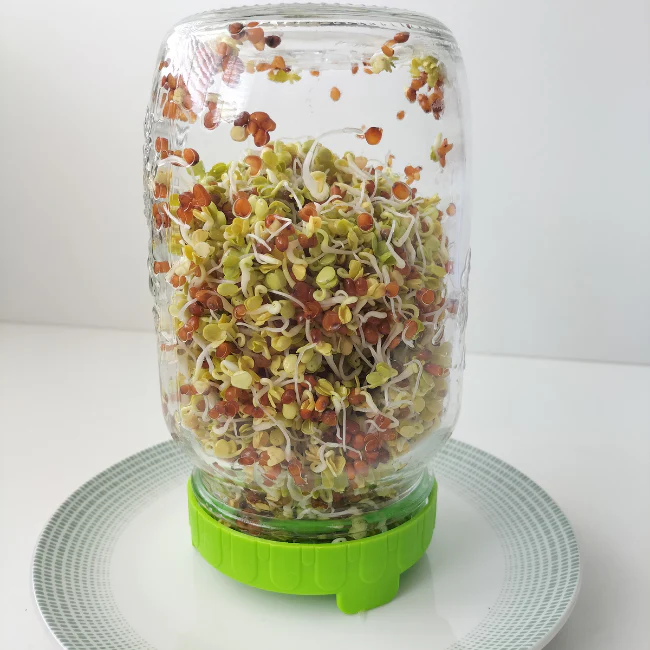 Grow Your Own Irish Garden