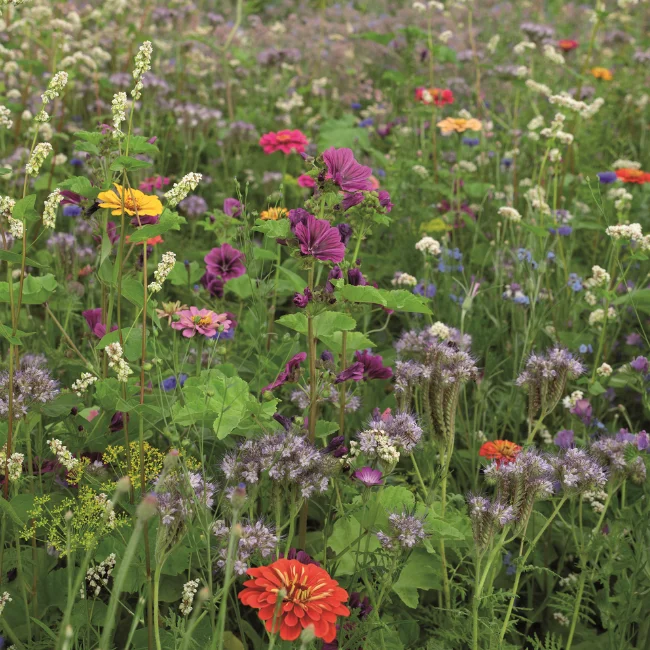 New Seed Varieties For 2026
